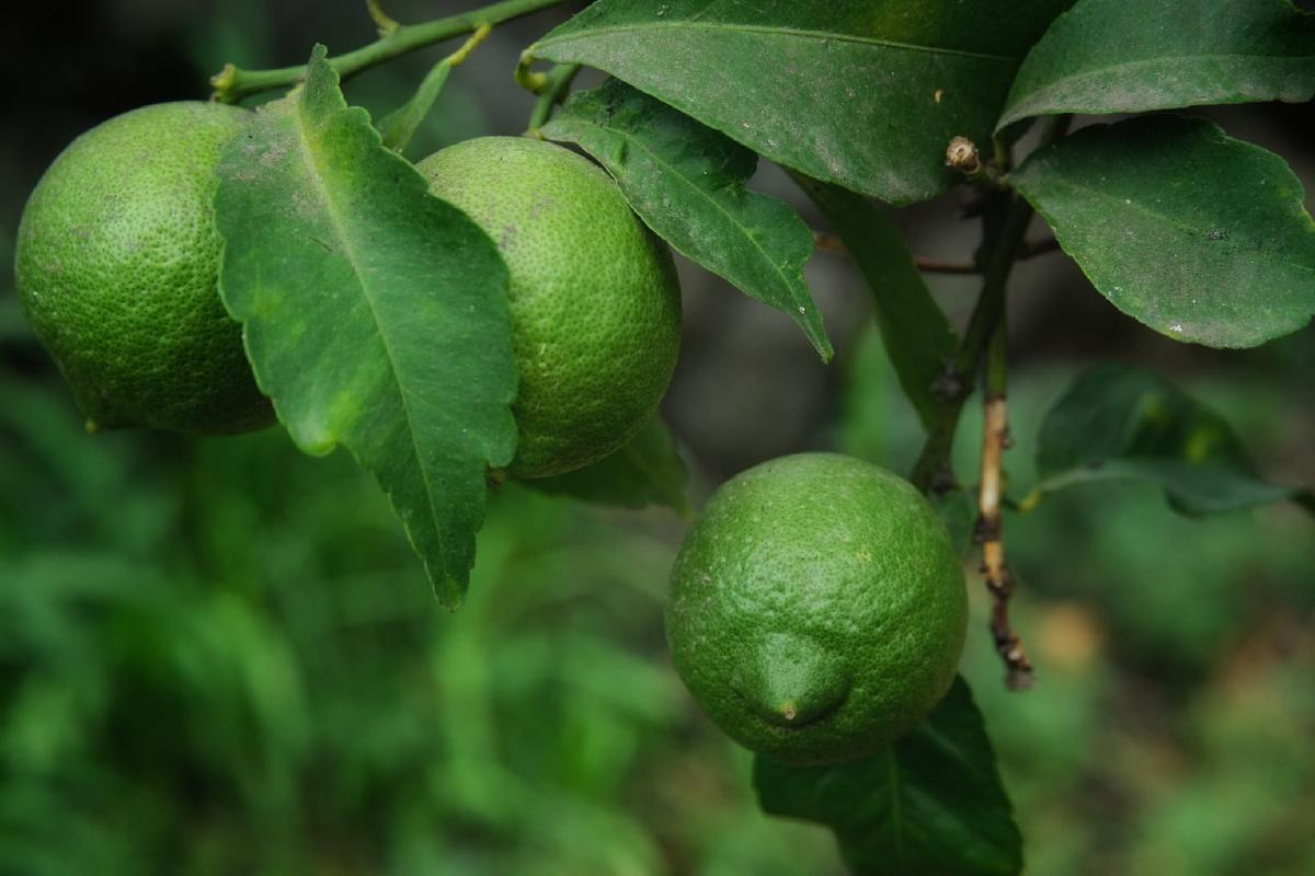 Nejsem nezralý, jsem Verdello!