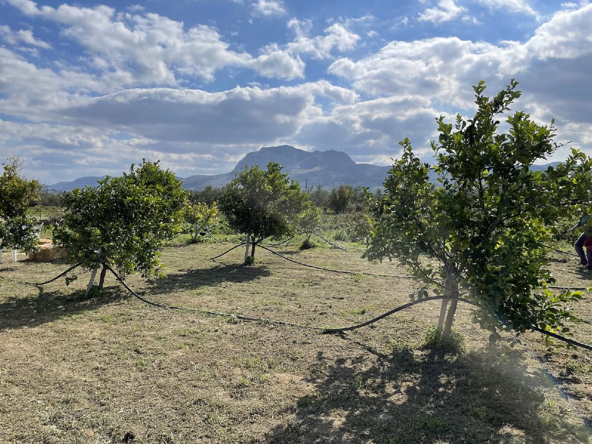 Pomeranče, které léčí - krajinu kolem nás i naše vztahy