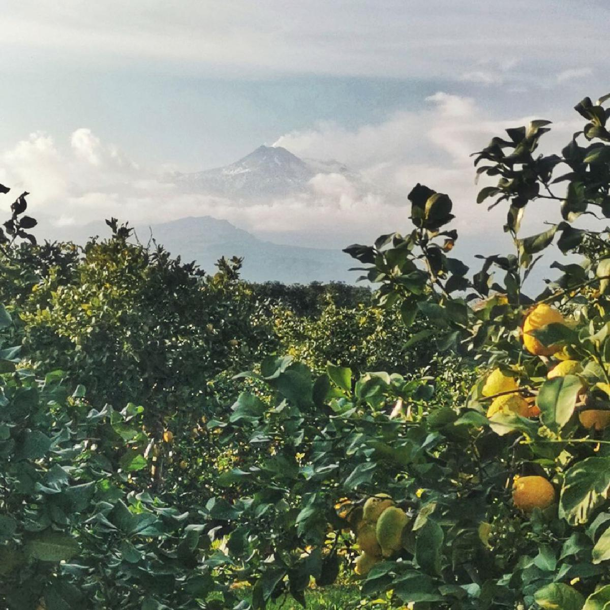 Sady pod Etnou: Jak sopečná půda dává vzniknout gurmánským pokladům