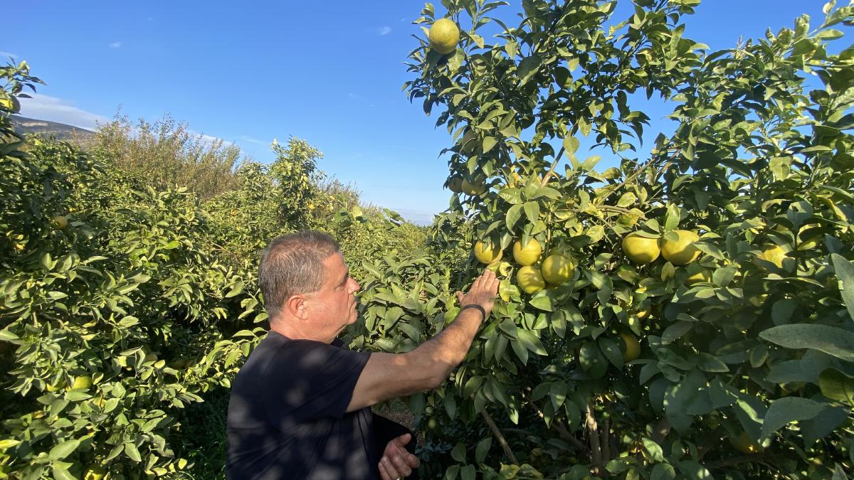 Srdce přírody v každém plodu: Proč volit ovoce z malých rodinných farem?