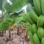 Banán skrývá příběh, který není sladký náhledový obrázek