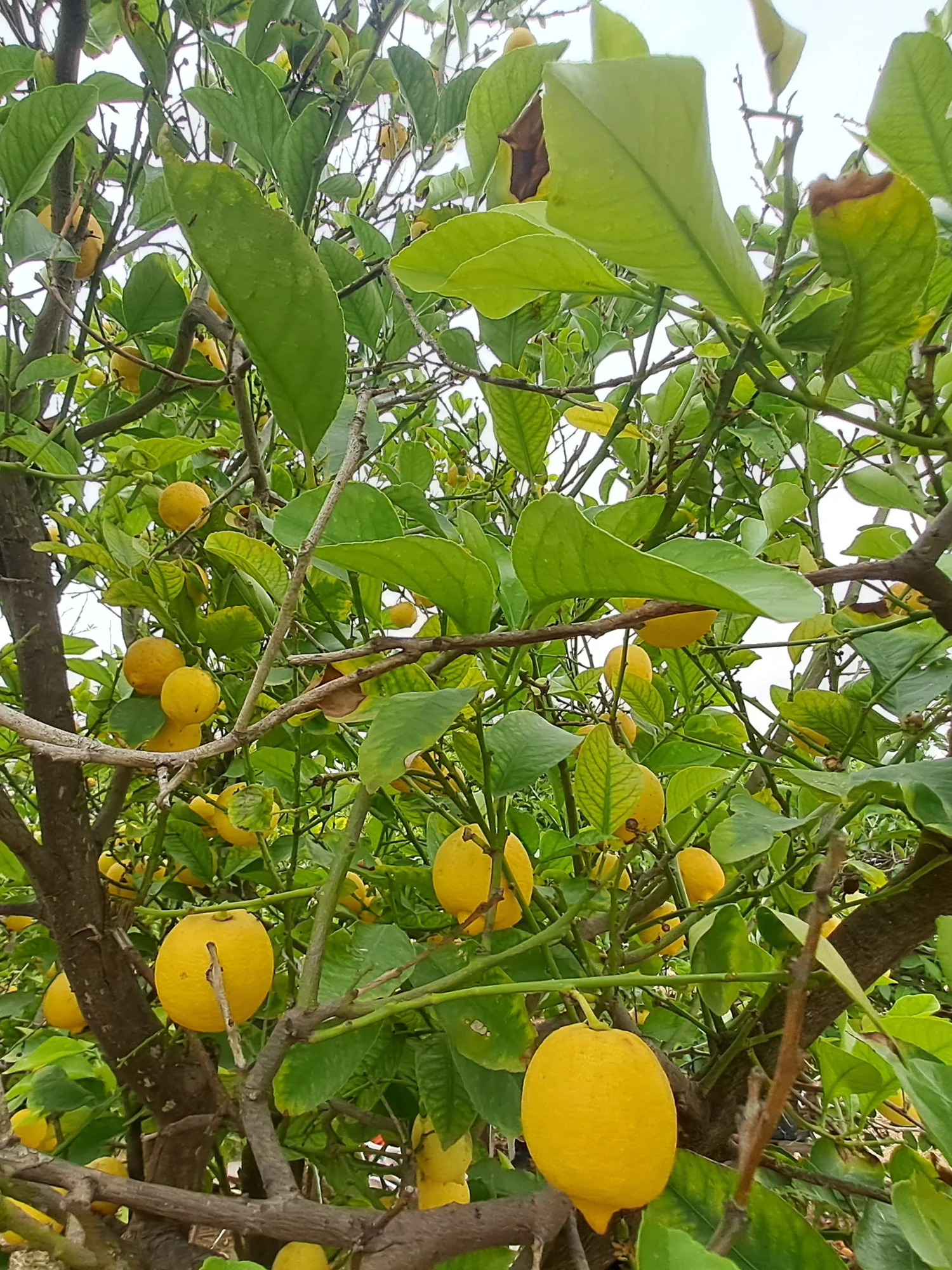 CITRÓNY 6KG - Obrázek 3