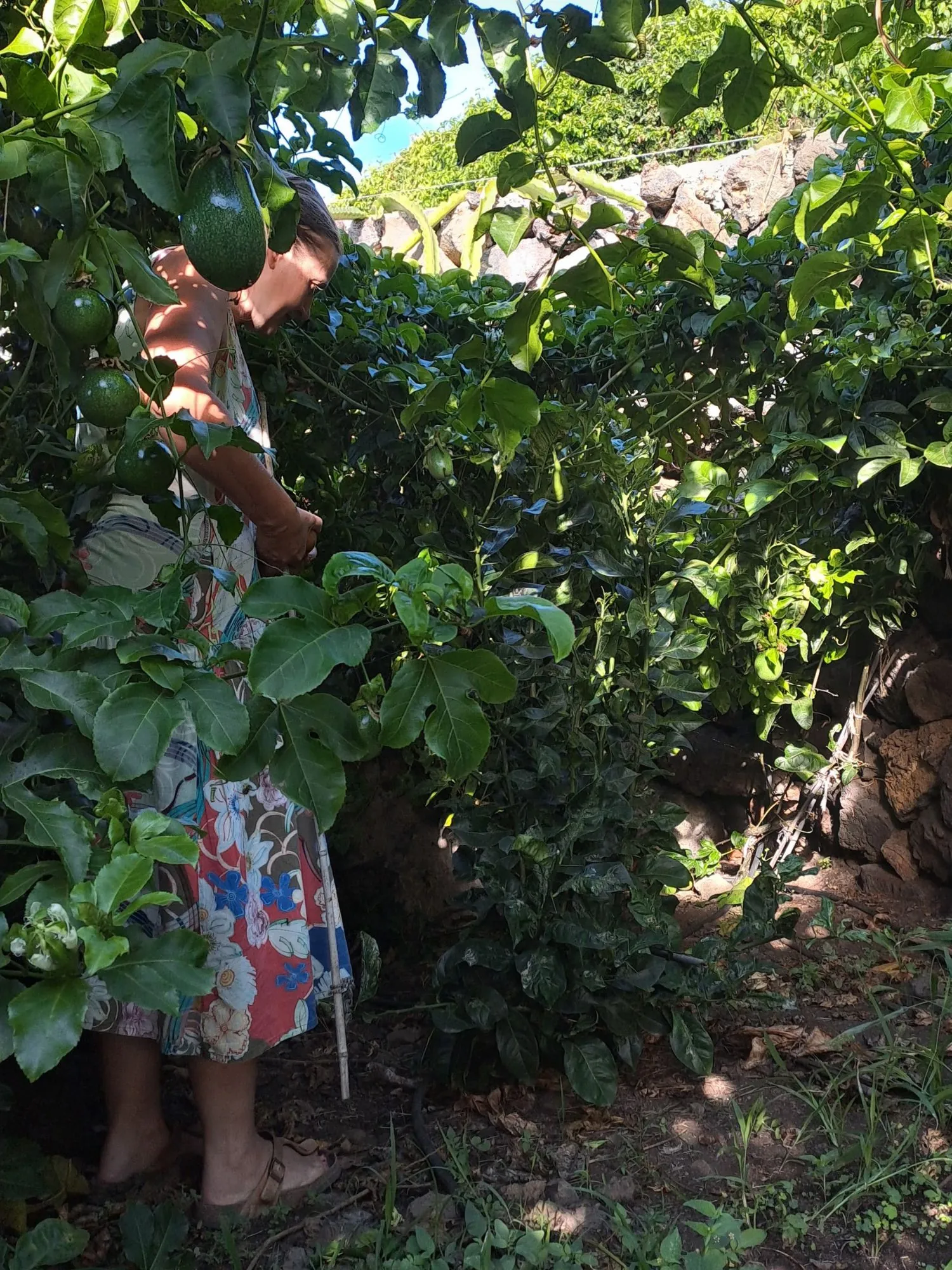 ZAŽIJ TROPY 5 KG - Obrázek 4