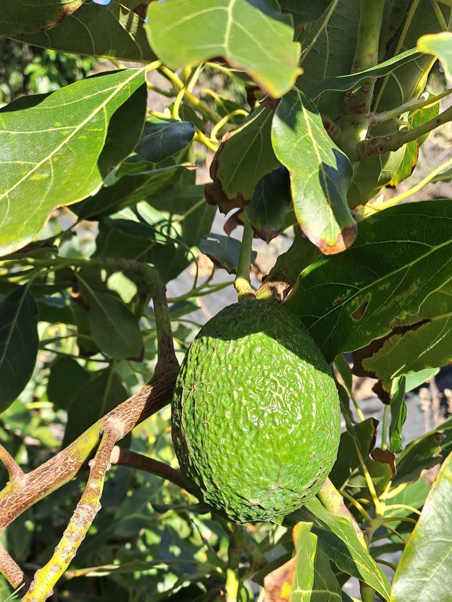 AVOKÁDOVÝ MIX 4 KG - Obrázek 4