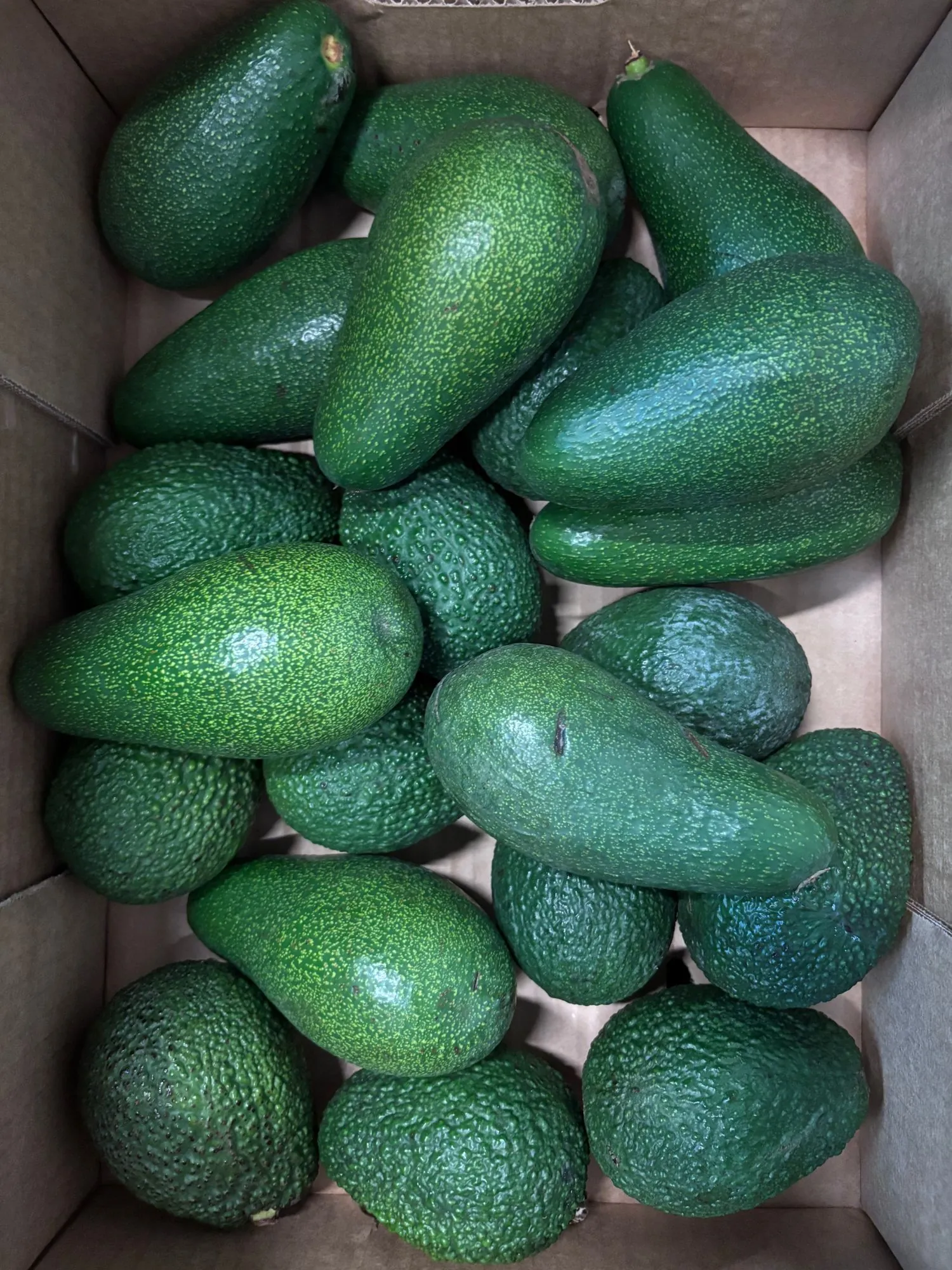 AVOKÁDOVÝ MIX 4 KG - Obrázek 2