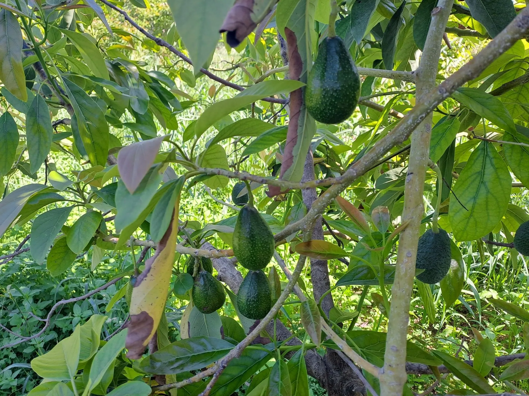 AVOKÁDA Z KRÉTY 4KG - Obrázek 3