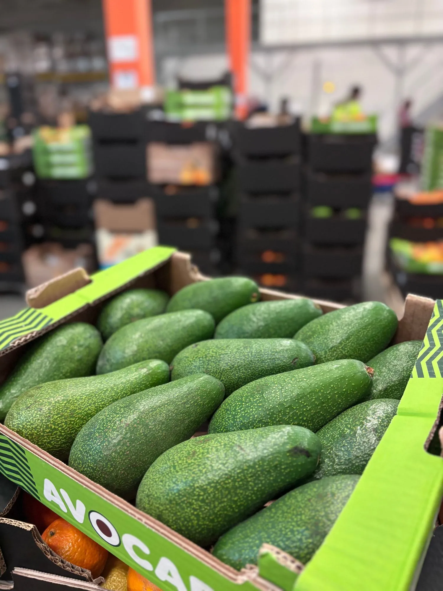 AVOKÁDA Z KRÉTY 4KG - Obrázek 2