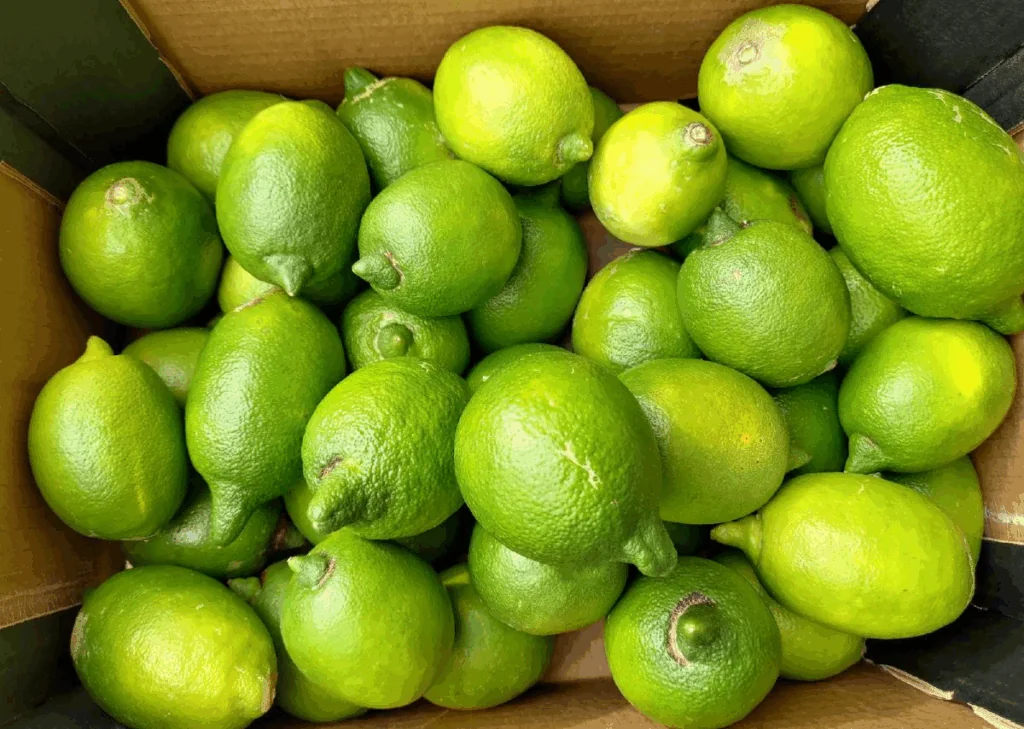 Náhledový obrázek