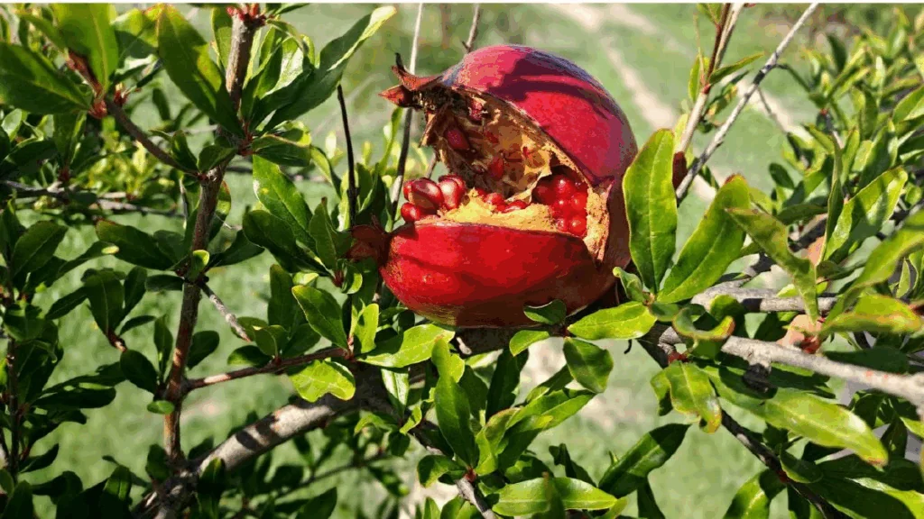 Náhledový obrázek