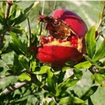 Exploze chutí bez kalorií? To jsou granátová jablka náhledový obrázek