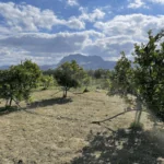 Pomeranče, které léčí – krajinu kolem nás i naše vztahy náhledový obrázek