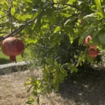 Nechme to dozrát náhledový obrázek