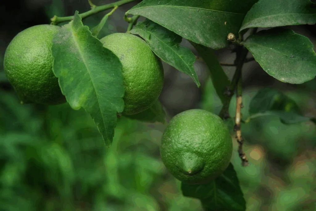 Náhledový obrázek