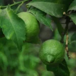 Nejsem nezralý, jsem Verdello! náhledový obrázek