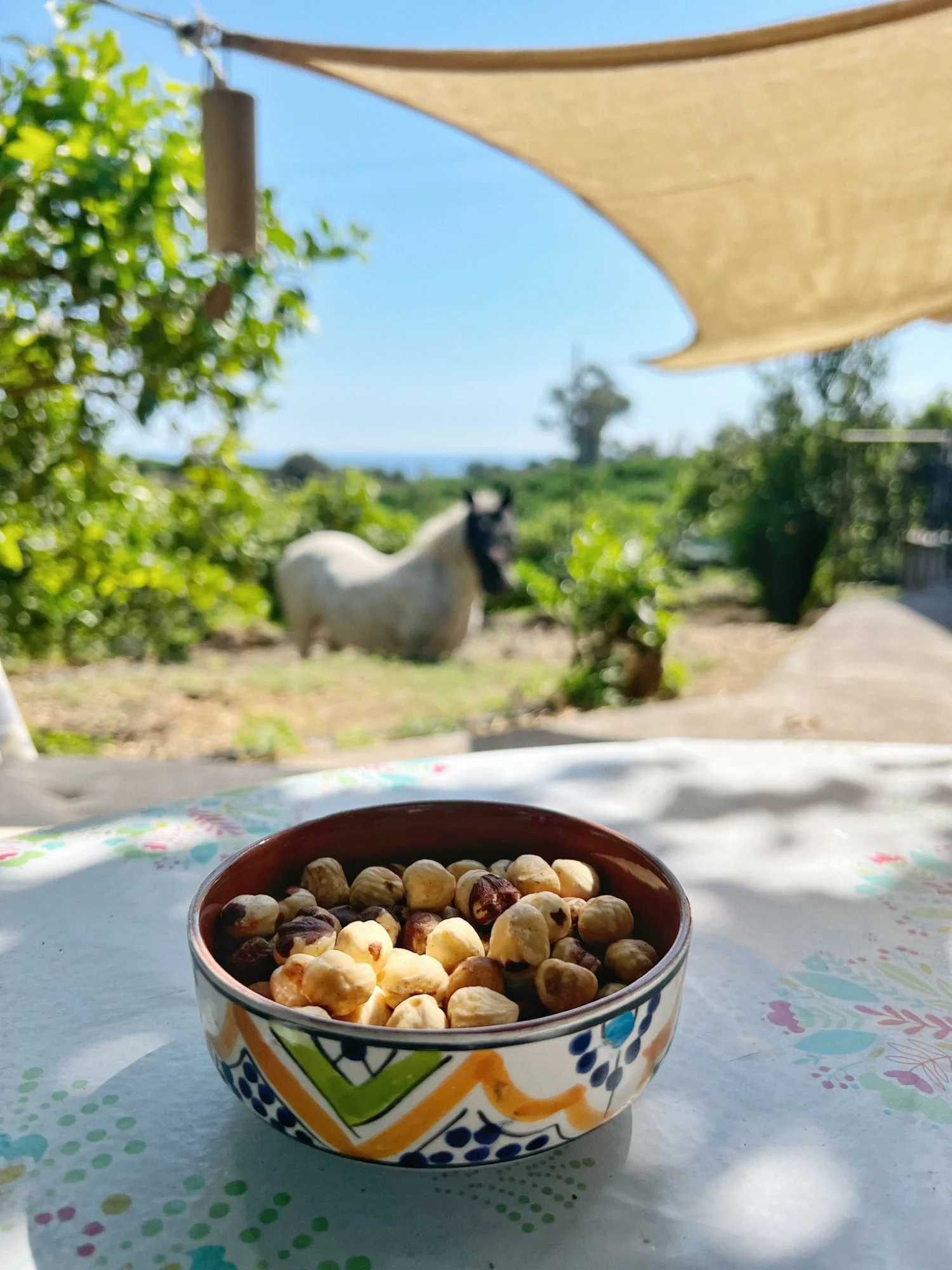 PRAŽENÉ LÍSKOVÉ OŘÍŠKY 0,5KG - Obrázek 3