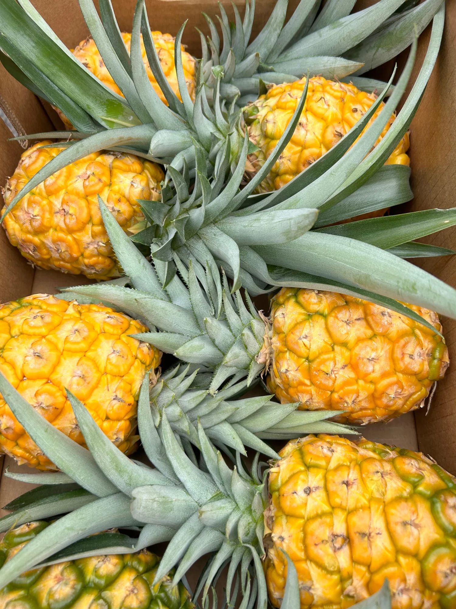 ANANAS cca 1,8KG - Obrázek 2
