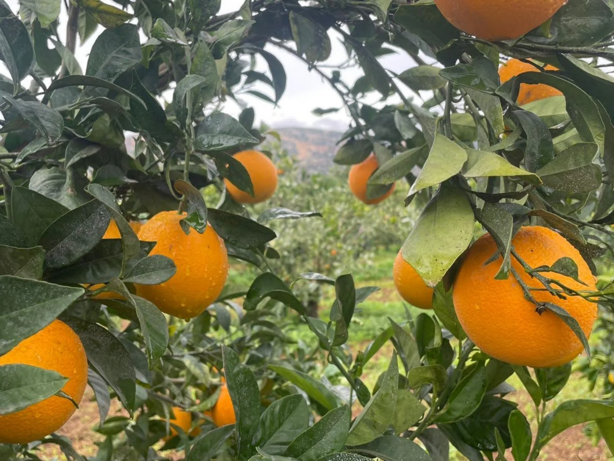 POMERANČE 6KG - Obrázek 3